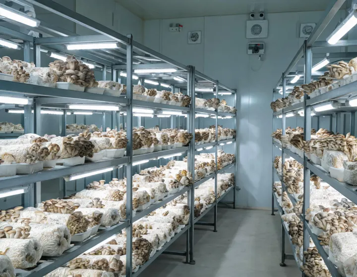 Indoor cultivation room with mushroom kit racks